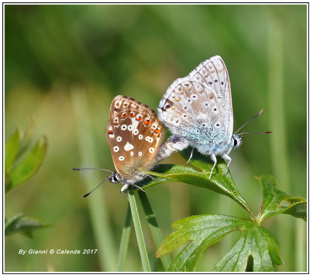 Farfalle in accopiamento - Polyommatus (Lysandra) coridon, Lycaenidae